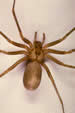 Brown Recluse not  usually found in Sacramento