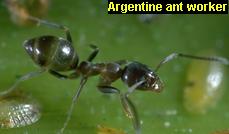 Sacramento Argentine Ants