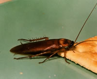 American Roach eating