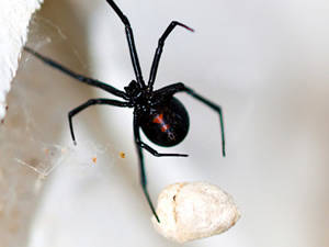 Sacramento Black Widow