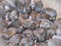 Rat infestation in attic