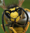 Yellowjacket commonly found in Sacramento